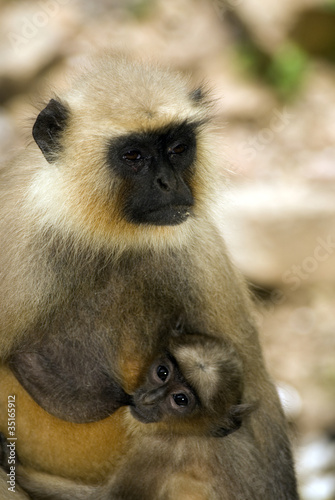 Hanuman langurs, Ranthambore National Park, India