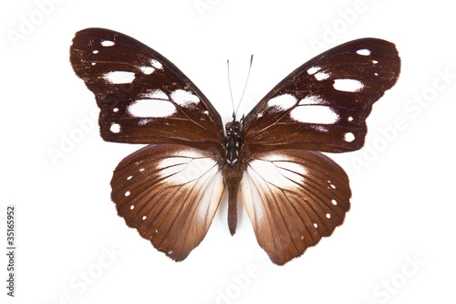 Black and brown butterfly Hypolimnas dubius photo
