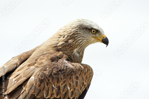 Aguila