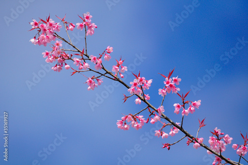 Cherry blossom ,sakura flower, © ktianngoen0128