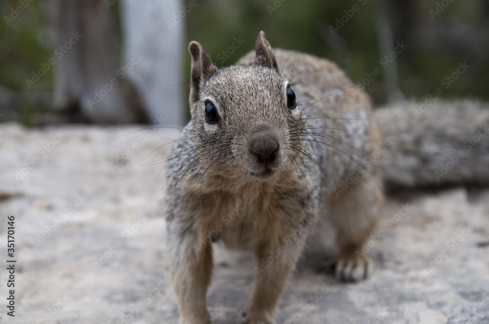 Squirrel in Grand Canyon Arizona USA Squirrel in Grand Canyon Arizona USA