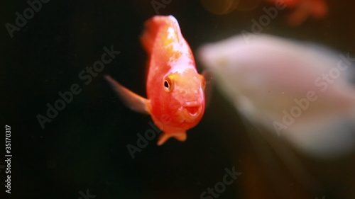 single golden fish photo