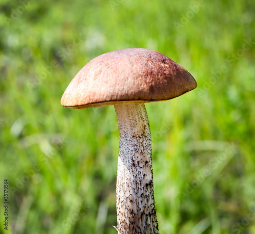 brown cap boletus isolated over green grass in summer