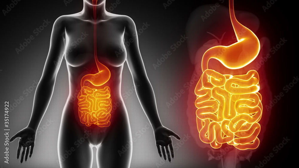 Female GUTS STOMACH anatomy in black detail loop Female GUTS STOMACH anatomy in black detail loop