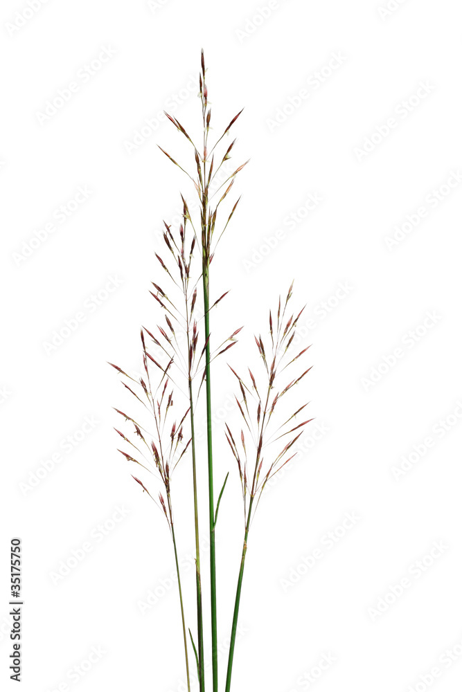 Fototapeta premium Tropical grass seed stalks