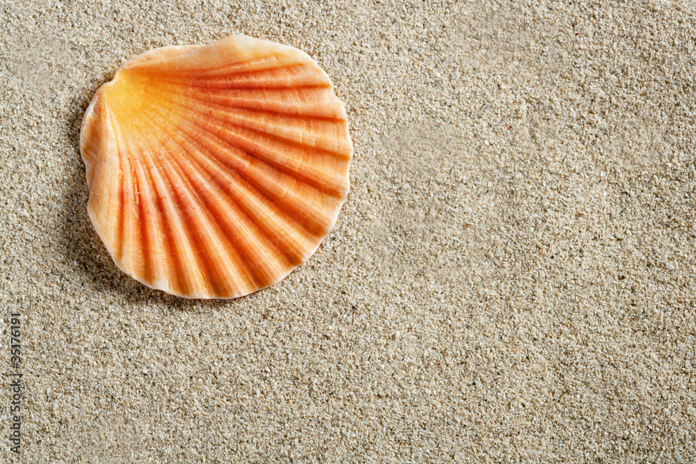 clam shell macro on clear white caribbean sand clam shell macro on clear white caribbean sand