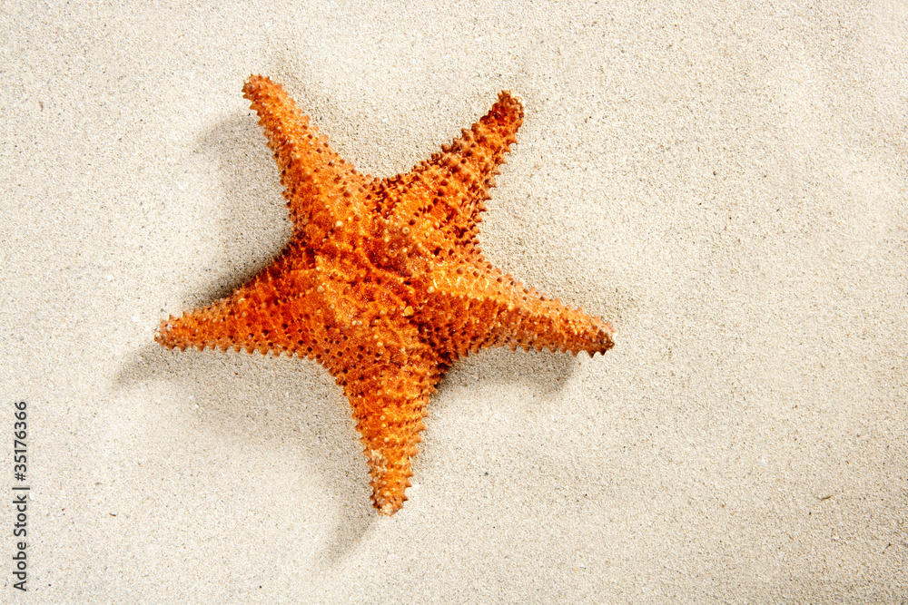 beach white sand starfish summer vacation symbol beach white sand starfish summer vacation symbol