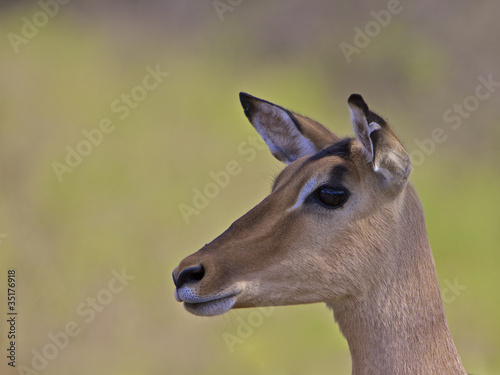Impala  South Africa
