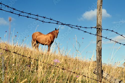 Cavallo solitario al pascolo photo