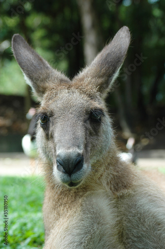 見つめるカンガルー