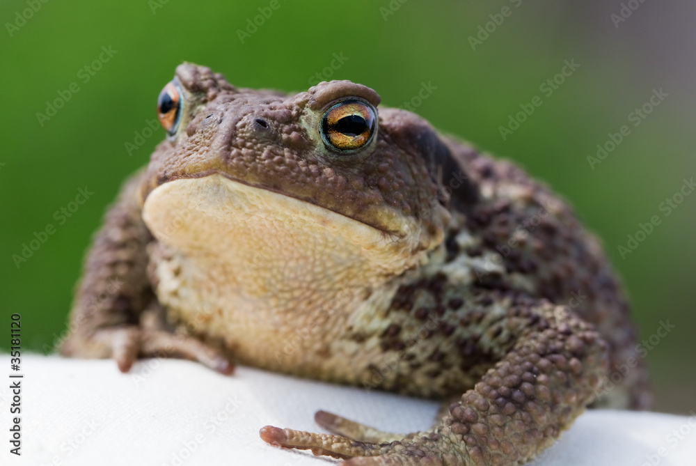 Naklejka premium common toad bufo bufo
