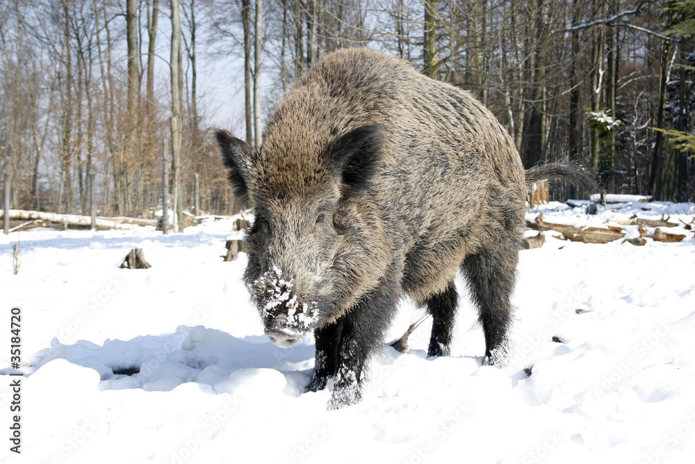 wildschwein wildschwein