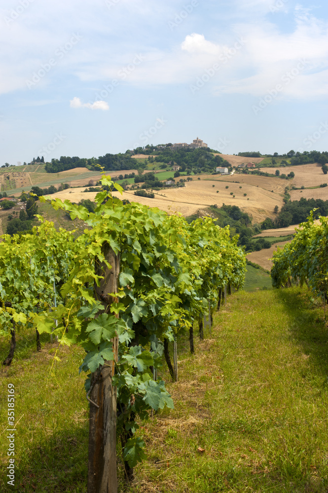 Marches (Italy) - Landscape at summer: vineyards
