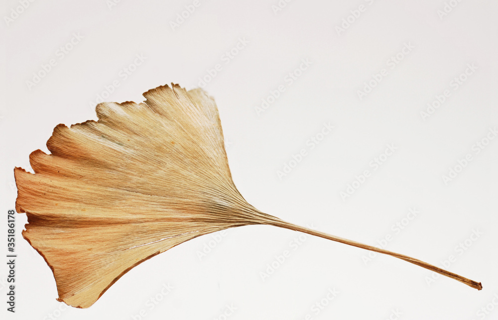 Naklejka premium Gingkoblatt im Herbst.
