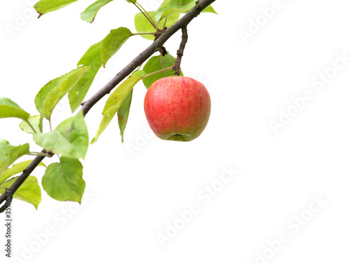 Reifer Apfel am Baum - freigstellt