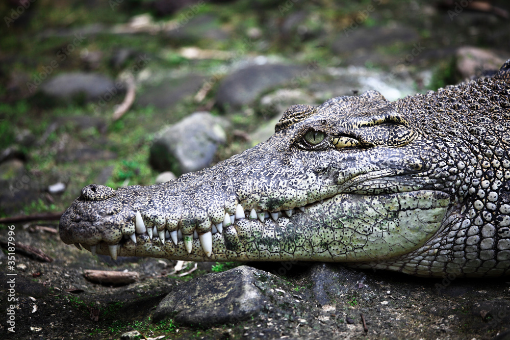 crocodile portrait crocodile portrait