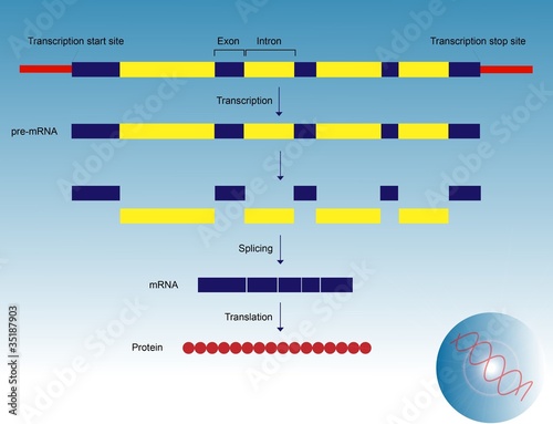 Gene expression