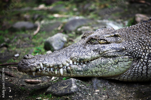 crocodile portrait