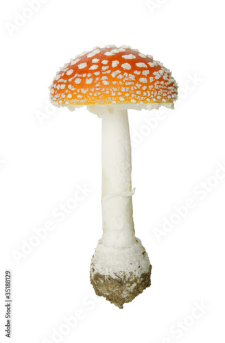 Fly agaric isolated on white