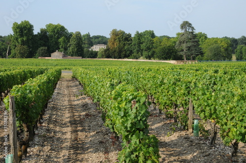 France, vignoble dans le Sauternais photo