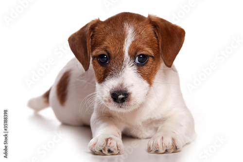 Jack Russell and puppy on white