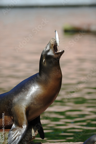 Seelöwe mit Fisch photo