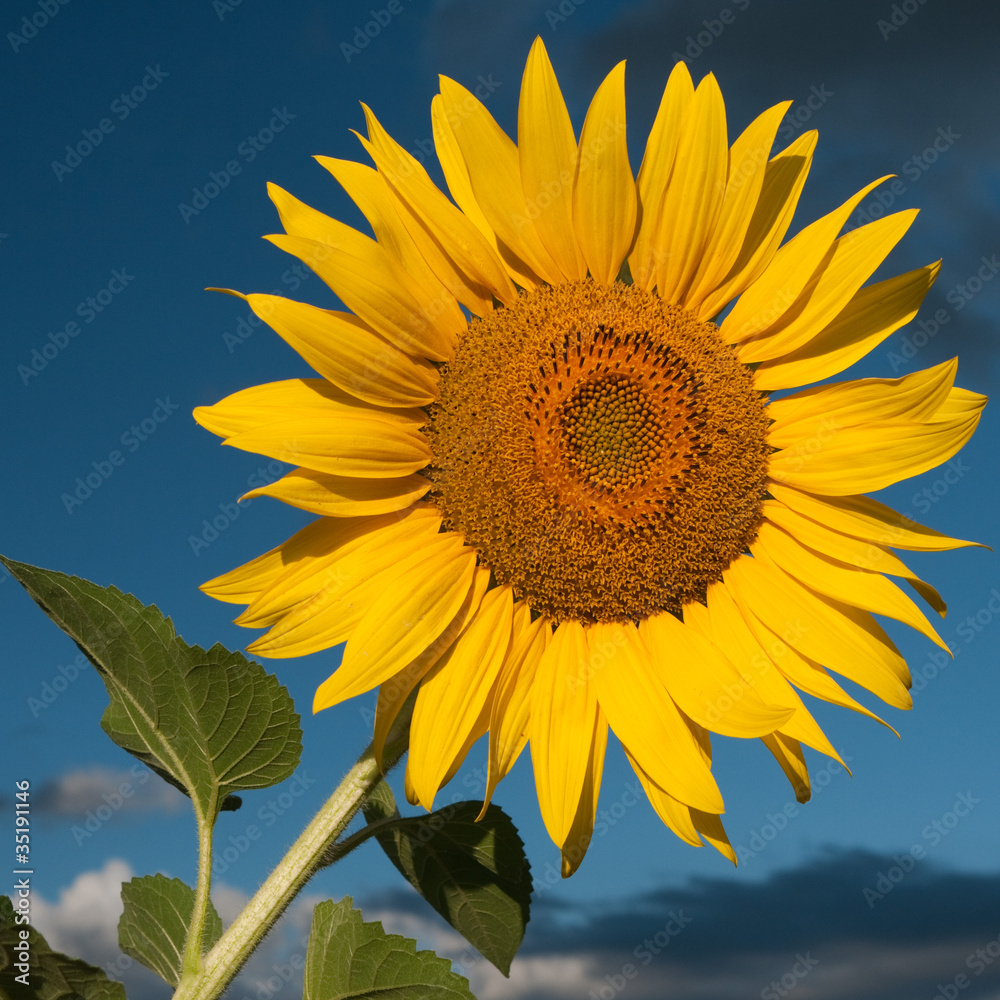 Naklejka premium Tournesol