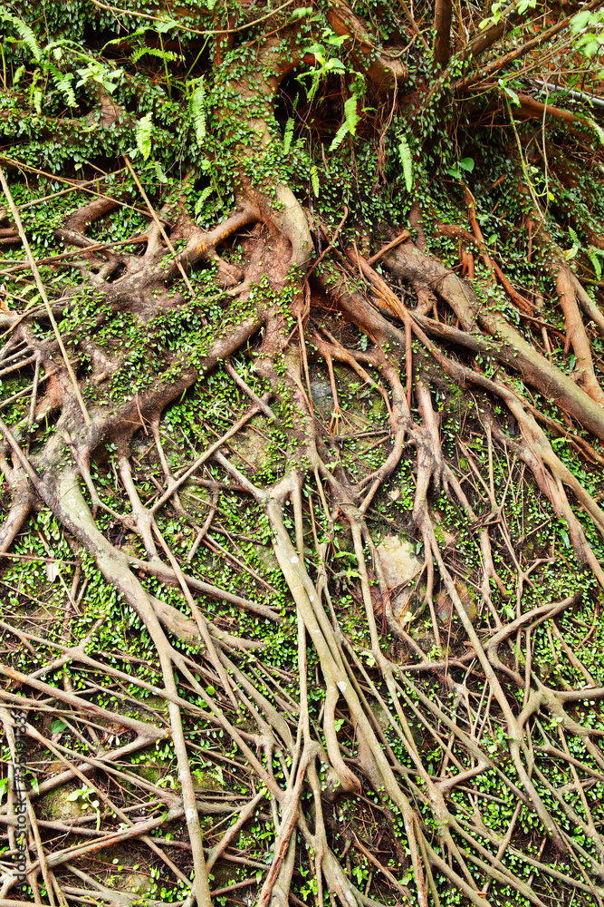 Roots of tree