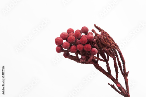 Trockenblume