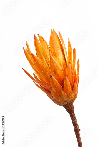 Trockenblume
