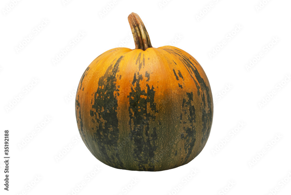 Pumpkin Pumpkin
