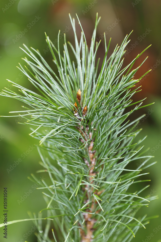 Siberian stone pine Siberian stone pine