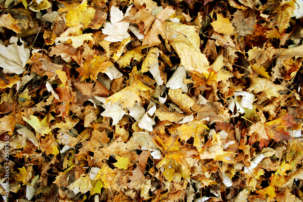 autumn leaves autumn leaves