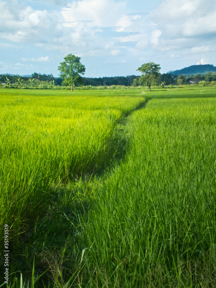 Way in  rice field and backgroud sky