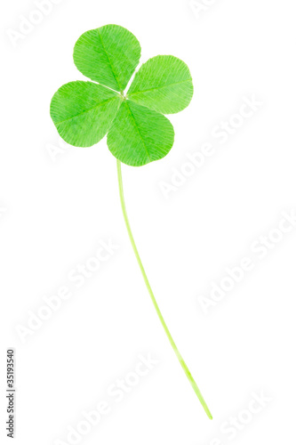 Fresh, green four leaf clover isolated on white, clipping path i