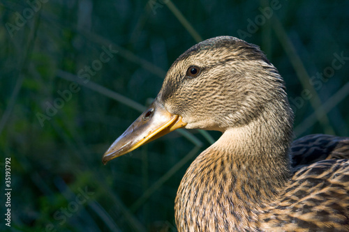 Portrait of a duck © rouakcz