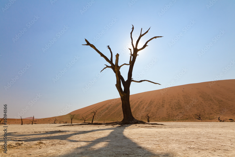 Toter Baum wirft einen Schatten, Namibia Toter Baum wirft einen Schatten, Namibia