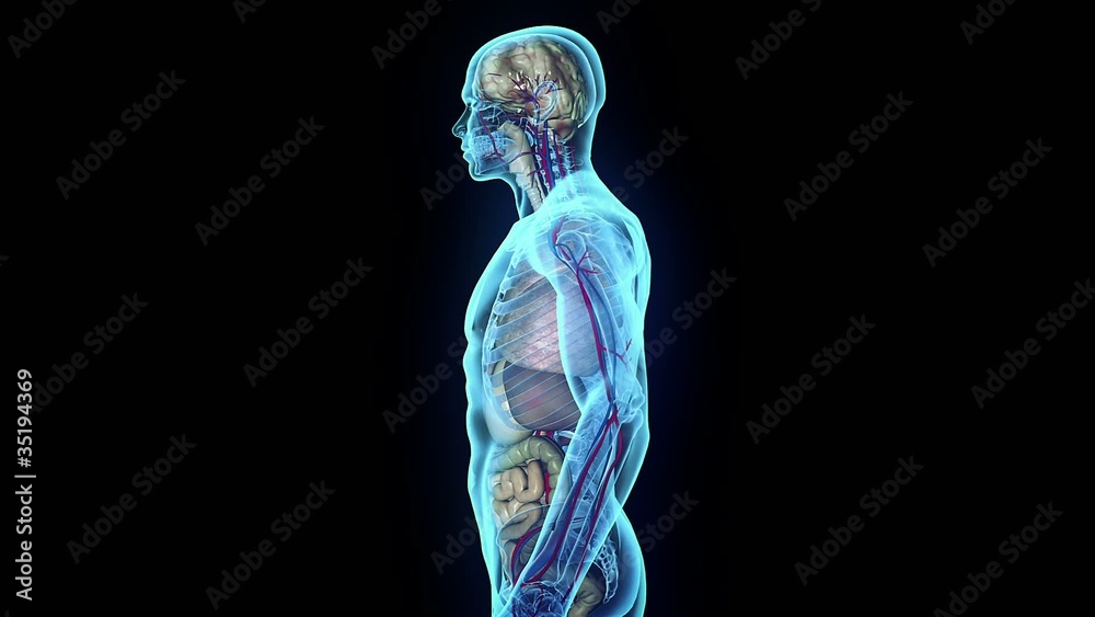 Body Loop Body Loop