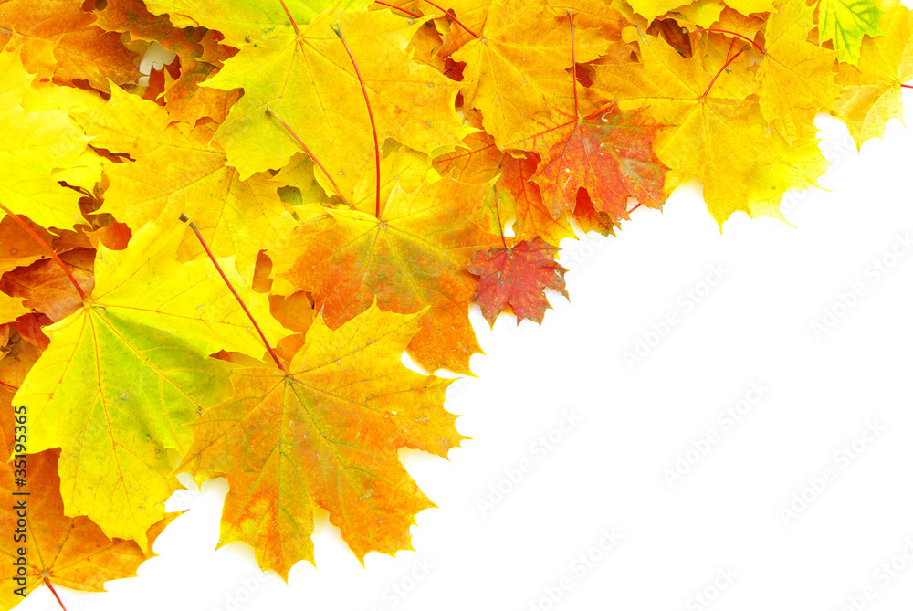 Fototapeta premium autumn maple leaves