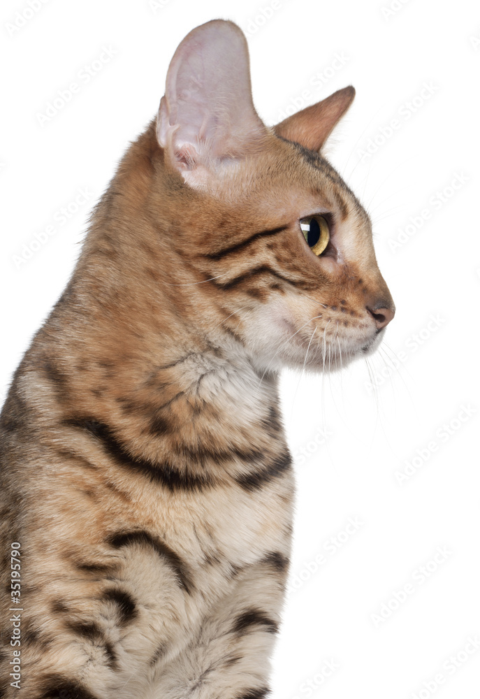 Close-up of Bengal cat, 7 months old Close-up of Bengal cat, 7 months old
