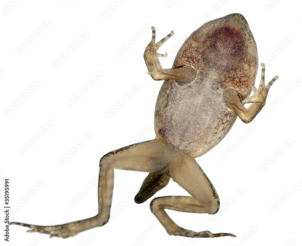 Common Frog, Rana temporaria, young metamorphosis at 14 weeks