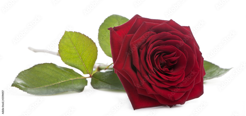 Fototapeta premium Red Naomi Rose in front of white background