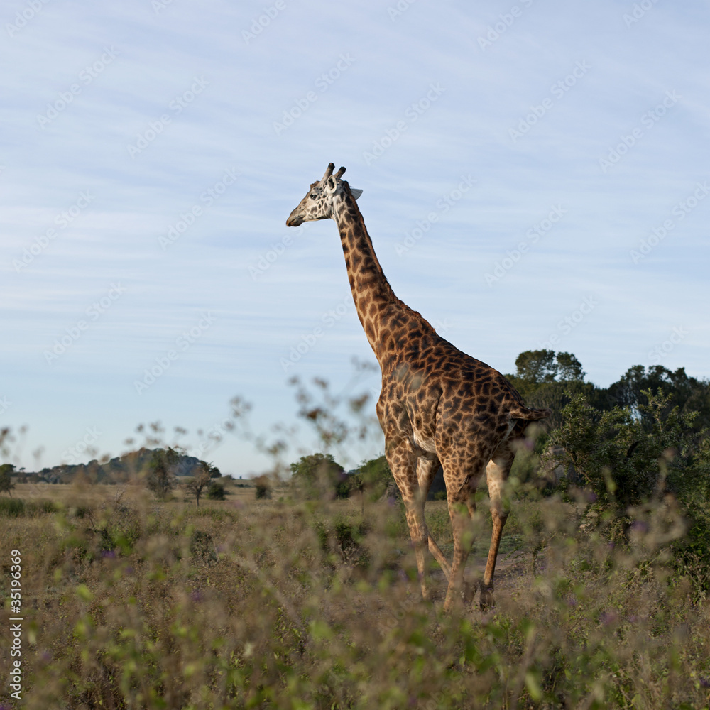Giraffe at the Serengeti National Park, Tanzania, Africa Giraffe at the Serengeti National Park, Tanzania, Africa