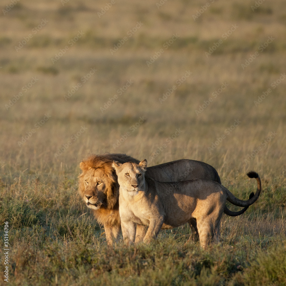 Lion and Lioness at the Serengeti National Park, Tanzania Lion and Lioness at the Serengeti National Park, Tanzania