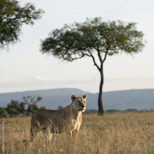 Lioness at the Serengeti National Park  Tanzania  Africa