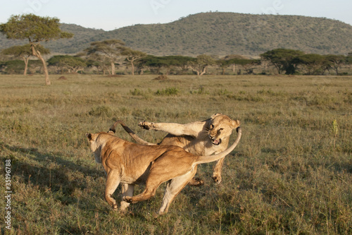 Lioness playing together at the Serengeti National Park