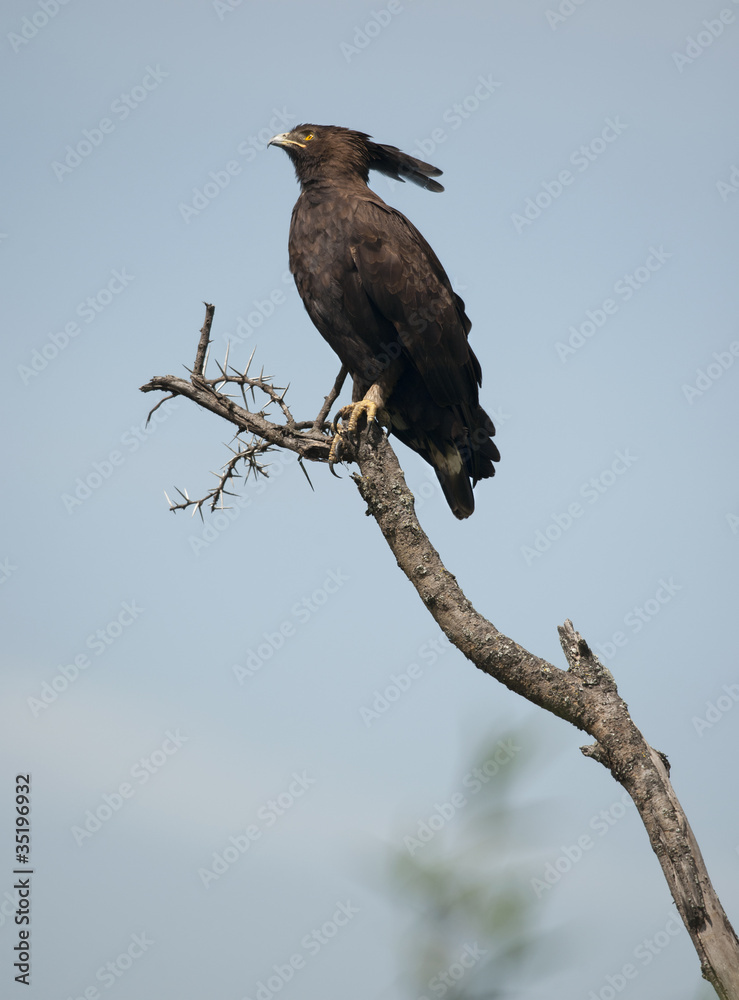 Long-crested Eagle, Lophaetus occipitalis Long-crested Eagle, Lophaetus occipitalis