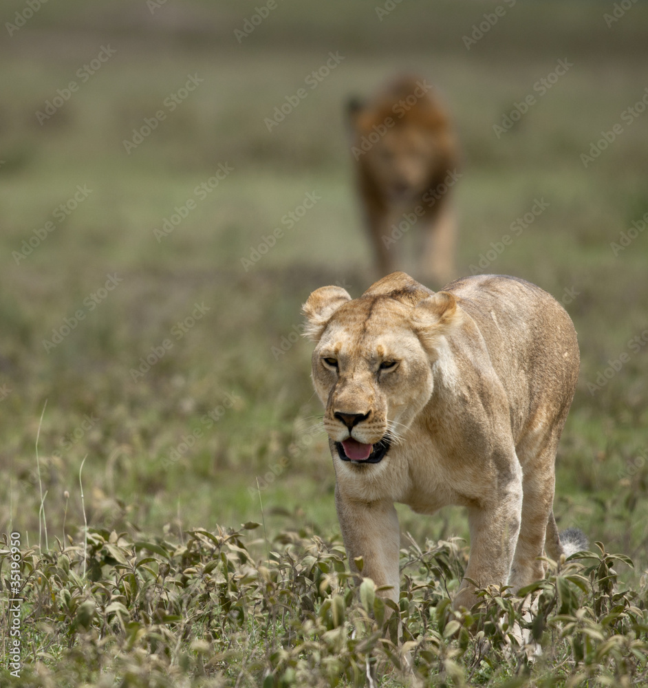 Fototapeta premium Lioness at the Serengeti National Park, Tanzania, Africa
