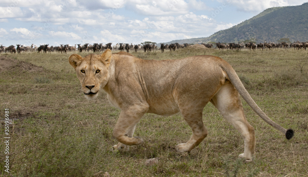 Lioness and herd of wildebeest at the Serengeti National Park Lioness and herd of wildebeest at the Serengeti National Park