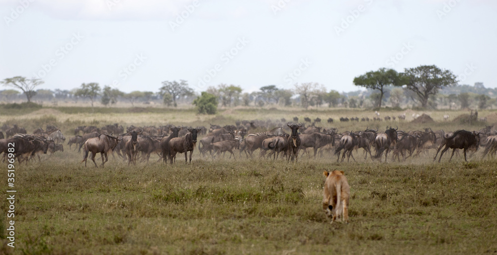 Fototapeta premium Lioness and herd of wildebeest at the Serengeti National Park